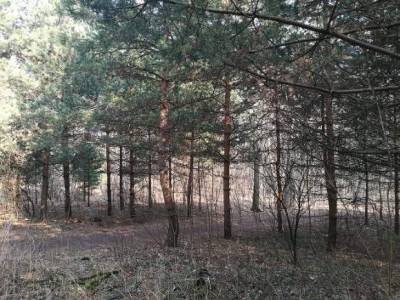 Юного петербуржца подозревают в убийстве массажиста, изрезанное тело которого нашли в лесопарке - rosbalt.ru - Ленинградская обл.