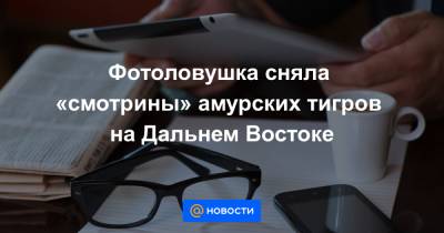 Фотоловушка сняла «смотрины» амурских тигров на Дальнем Востоке - news.mail.ru - Амурская обл.