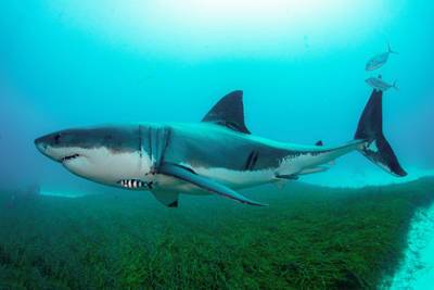 Грабитель попался из-за видео с акулами - lenta.ru - США - штат Вашингтон