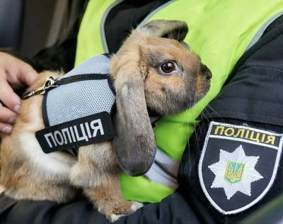Зверополис: первый в Украине кролик-полицейский завел страницу в Instagram (видео) - sharij.net - Украина - Киев