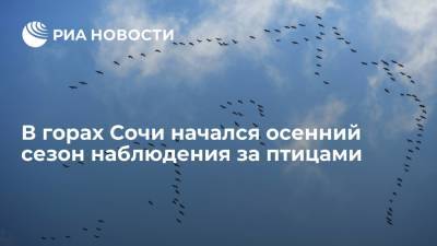 В горах Сочи начался осенний сезон наблюдения за птицами - ria.ru - Москва - Сочи - Юар - Азия