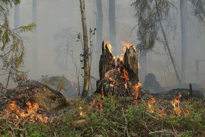 В Башкирии горят леса на площади свыше 2,7 тысяч гектаров - ufa.mk.ru - Башкирия