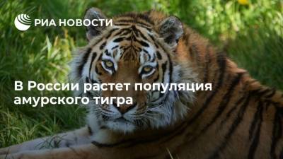 Сергей Арамилев - Директор центра "Амурский тигр" Арамилев: более 600 амурских тигров обитают в России - ria.ru - Россия - Владивосток - Дальний Восток