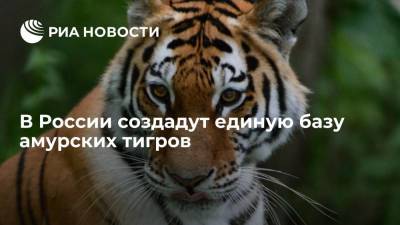 Сергей Арамилев - Директор центра "Амурский тигр" Арамилев: единая база амурских тигров появится в 2022 году - ria.ru - Россия - Владивосток - Дальний Восток