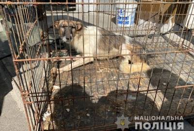 На Киевщине женщина держала в квартире 69 котов и собак - kp.ua - Украина