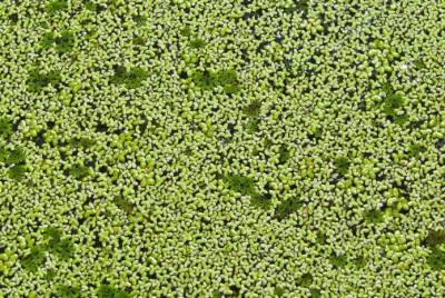 Производитель белка из ряски собрал $20 млн на строительство завода - agroportal.ua - Украина