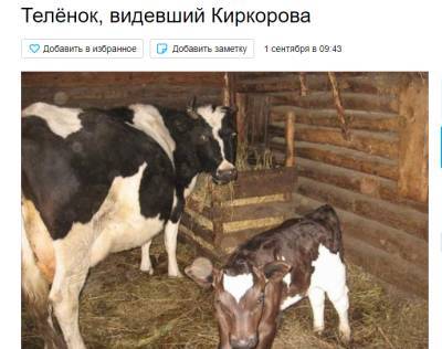 Филипп Киркоров - На Алтае за 1 млн рублей продают теленка, ставшего “звездой” Instagram Киркорова - actualnews.org - Алтайский край - респ. Алтай - Горно-Алтайск