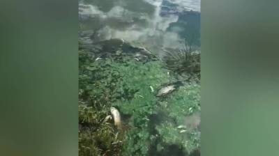 Воронежцы: у водосброса в Шилово массово погибла рыба - vestivrn.ru - Воронеж - Экология