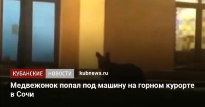 Медвежонок попал под машину на горном курорте в Сочи - kubnews.ru - Сочи - Краснодарский край