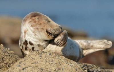 Comedy Wildlife Photography Awards опубликовала самые комичные фото животных - skuke.net