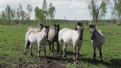 Тарпановидных лошадей из Налибокской пущи могут расселить в другие регионы - grodnonews.by - Россия - Белоруссия - Польша - Экология