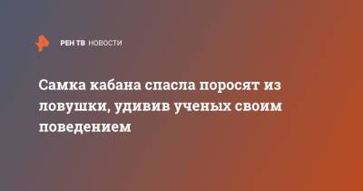 Самка кабана спасла поросят из ловушки, удивив ученых своим поведением - ren.tv - Чехия