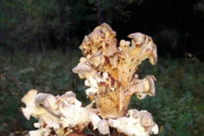 Редкий ветвистый гриб нашли в лесу Новосибирской области - novos.mk.ru - Россия - Новосибирск - Новосибирская обл.