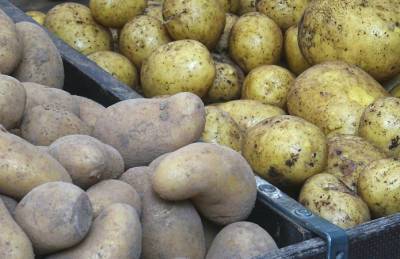 На Виннитчине ожидается высокий урожай картофеля - agroportal.ua - Украина - Винницкая обл.