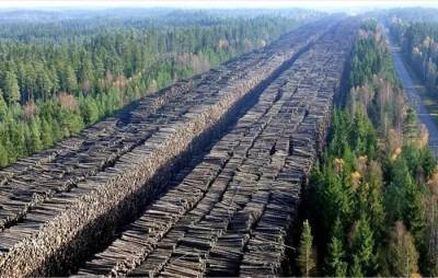 Удачи вам черные лесорубы, подавись Китай русским лесом. Только цены верните - russ-news.org - Россия - Китай - Приморье край