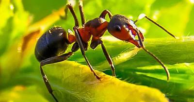 Ученые раскрыли секрет прочности муравьиных зубов - ren.tv