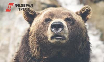 Томским охотникам разрешили убить медведя, вышедшего к людям - fedpress.ru - Кемеровская обл. - Томск - Томская обл.