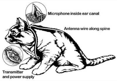 Проект «Acoustic Kitty»: как ЦРУ использовало кошек-шпионов против СССР - russian7.ru - Вашингтон