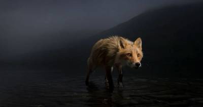 16 самых впечатляющих снимков дикой природы, победителей конкурса Wildlife Photographer Of The Year 2021 - skuke.net