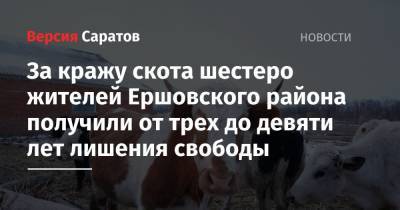 За кражу скота шестеро жителей Ершовского района получили от трех до девяти лет лишения свободы - nversia.ru - Россия - Саратовская обл. - район Энгельсский - район Ершовский