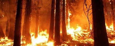 МЧС: В Башкирии площадь лесных пожаров сократилась с 3,3 до 1,5 тысячи га - runews24.ru - Башкирия - район Учалинский - район Баймакский