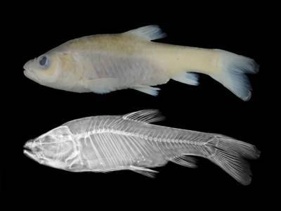 На Филиппинах открыт новый вид пещерной рыбы - polit.ru - Филиппины - Сингапур