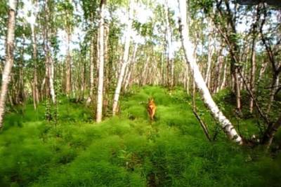 В фотоловушки зоологов попались обитатели дикой природы Заполярья - murmansk.mk.ru - Экология