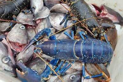 Вирджиния - Рыбак выловил редчайшего синего омара и решил отпустить - lenta.ru