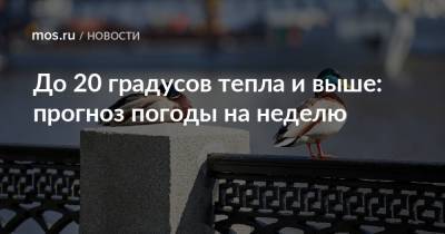 До 20 градусов тепла и выше: прогноз погоды на неделю - mos.ru - Москва
