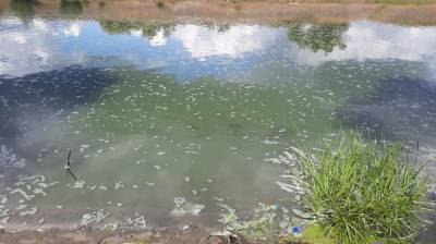 Позеленевшую воду в воронежском Шилово проверят после массовой гибели рыбы - vestivrn.ru - Воронеж