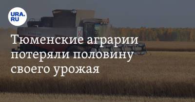 Тюменские аграрии потеряли половину своего урожая - ura.news - Тюменская обл.