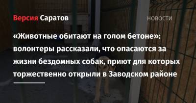Роман Бусаргин - «Животные обитают на голом бетоне»: волонтеры рассказали, что опасаются за жизни бездомных собак, приют для которых торжественно открыли в Заводском районе - nversia.ru - Саратов - район Заводский, Саратов