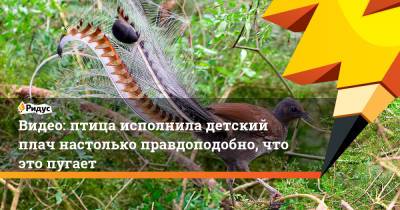 Видео: птица исполнила детский плач настолько правдоподобно, что это пугает - ridus.ru