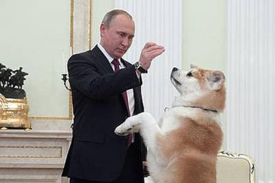 Владимир Путин - Китайцы оценили призыв японцев к Путину вернуть подаренную собаку - mk.ru - Россия - Япония