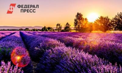 Власти Ростова потратят 1,3 миллиона рублей на лаванду - fedpress.ru - Ростов-На-Дону