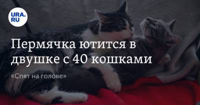 Пермячка ютится в двушке с 40 кошками. «Спят на голове» - ura.news - Пермский край