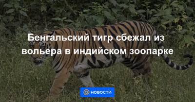 Екатерина Гура - Бенгальский тигр сбежал из вольера в индийском зоопарке - news.mail.ru - Индия