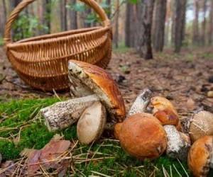 Начинается сезон грибов: как избежать отравления - goodnews.ua - Украина