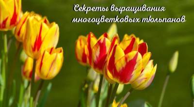 Тюльпан многоцветковый: сорта, фото, секреты посадки и ухода - skuke.net