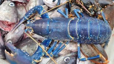 Мужчина поймал редкого синего омара недалеко от Абердина - rbnews.uk - Шотландия - Twitter