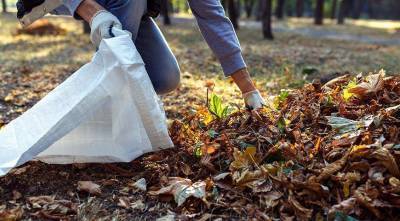 Зачем собирать осеннюю листву в мешки для мусора? - skuke.net