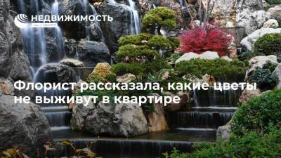 Флорист Гетун рассказала, какие цветы не выживут в квартире - realty.ria.ru - Москва