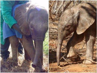 Слониха пришла к бывшим опекунам – и отблагодарила за спасение жизни - skuke.net - Кения