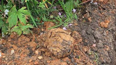 Рабочие нашли на стройке колючий комок глины, который оказался красивым ежиком (Фото) - belta.by - Белоруссия