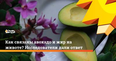 Как связаны авокадо и жир на животе? Исследователи дали ответ - ridus.ru - США