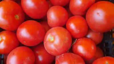 Можно ли сажать помидоры после перца: какие ошибки совершают огородники - skuke.net