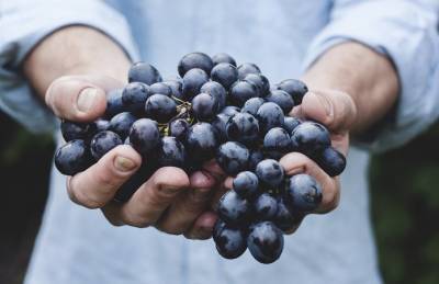 Виноградари в этом сезоне потеряли 15% от цены - agroportal.ua - Украина - Виноград