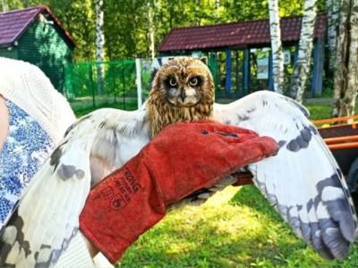 Кузбассовцы спасли сову с черепно-мозговой травмой - gazeta.a42.ru - Прокопьевск