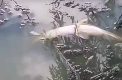 В водоеме в Батайске погибла рыба - privet-rostov.ru - Батайск