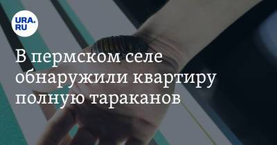 В пермском селе обнаружили квартиру полную тараканов. Видео - ura.news - Екатеринбург - Пермский край